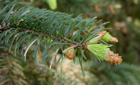 云杉|云杉 Picea asperata